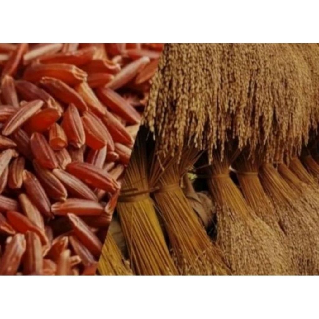 padi huma /padi darat/ padi merah 1kg untuk bibit atau pangan
