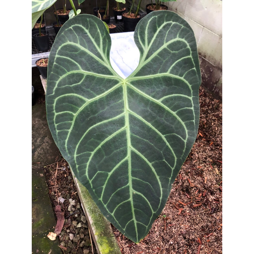 Tanaman Hias Anthurium Kuping Gajah Regale Ecuador