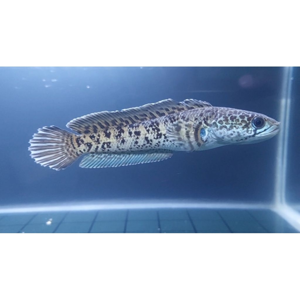 Chana Auranti WC size 14cm