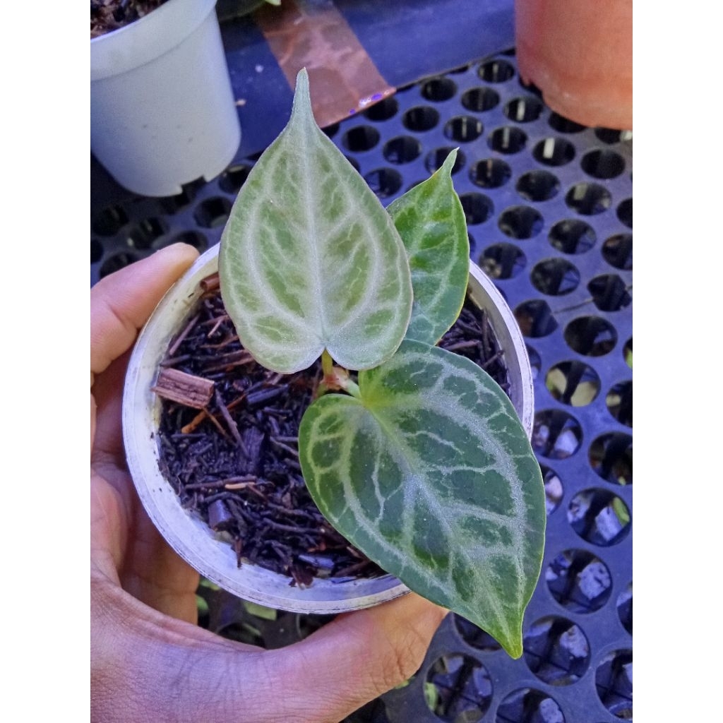 Anthurium silver Tiger mutation