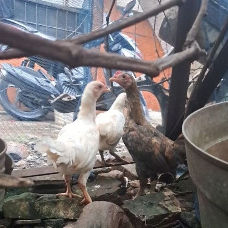 Anak Ayam Kampung hidup/Ayam Kampung/Anak ayam Usia 4 Bulanan/Per Ekor