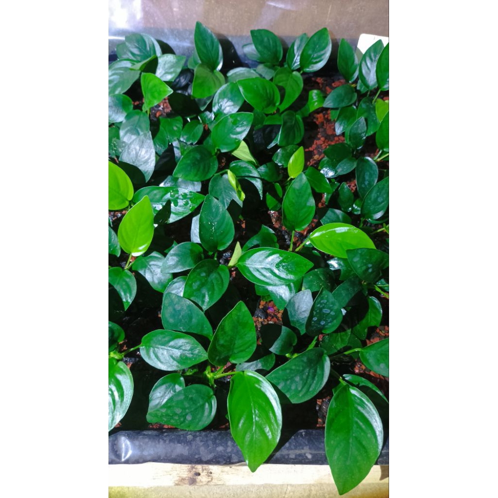Anubias Nana Tanaman aquascape