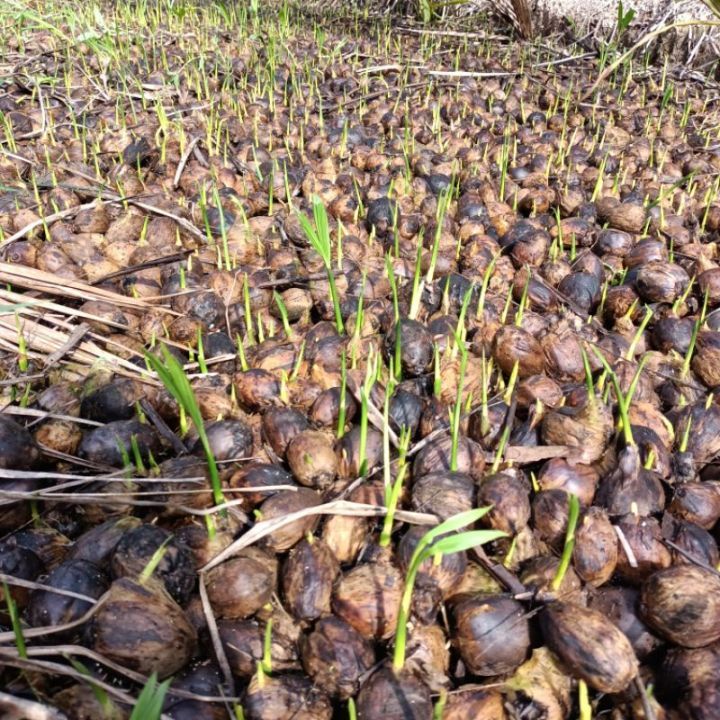 5 bibit kecambah pinang Thailand| murah meriah Super Unggulan