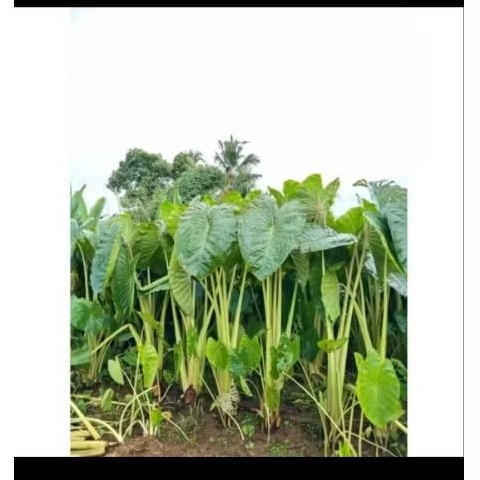 100 bibit talas bogor talas pratama