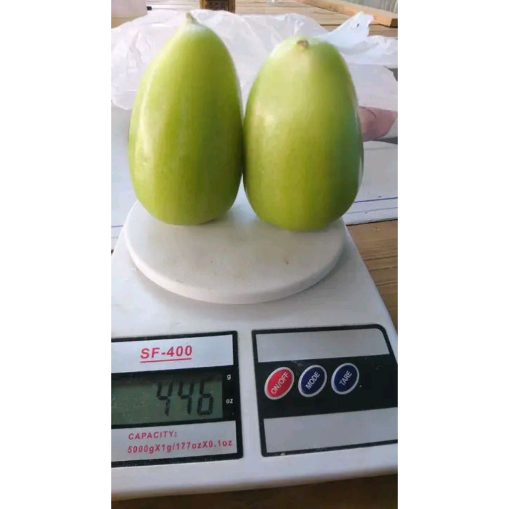 bibit cangkok jambu air salju