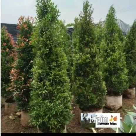 pohon pucuk merah. tinggi 2 meter.