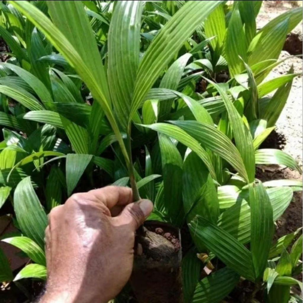 Bibit pinang unggul asli pinang Hibrida buah lebat pohon pinang blbit pinang hibrida