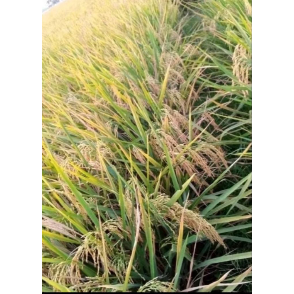 BENIH PADI CIBATU 06 BERKUALITAS 1KG