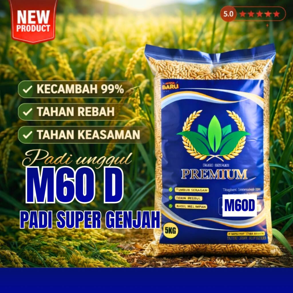 Benih padi unggul super genjah benih padi umur  60 hari ( m60d )