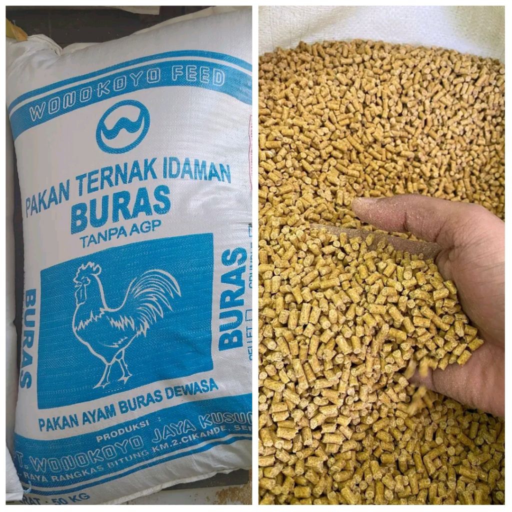 pakan ayam wonokoyo buras bentuk pelet repack 10 kg