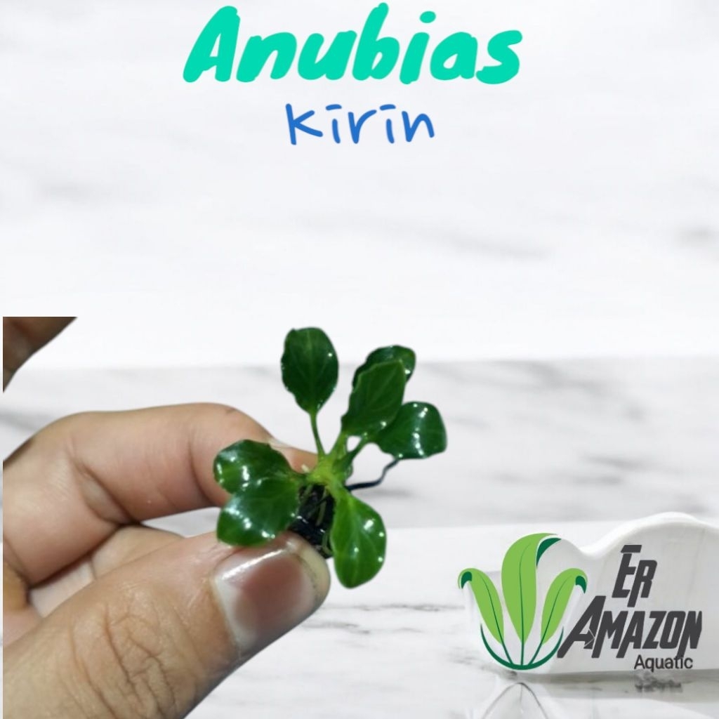 Anubias Kirin Tanaman Aquascape Terarium Paludarium