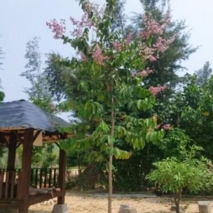 pohon bungur. tanaman pohon bunga