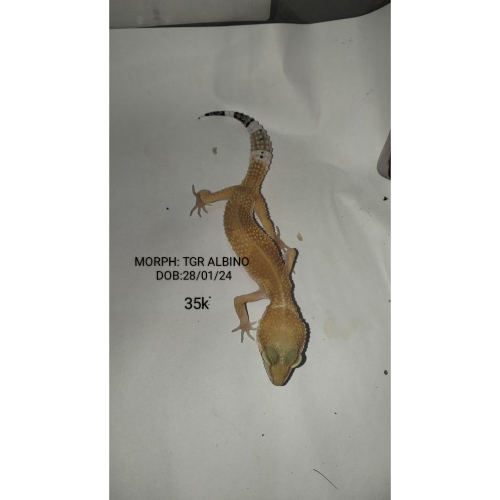Gecko Aksesoris Hewan peliharaan Asli Bisa Pilih