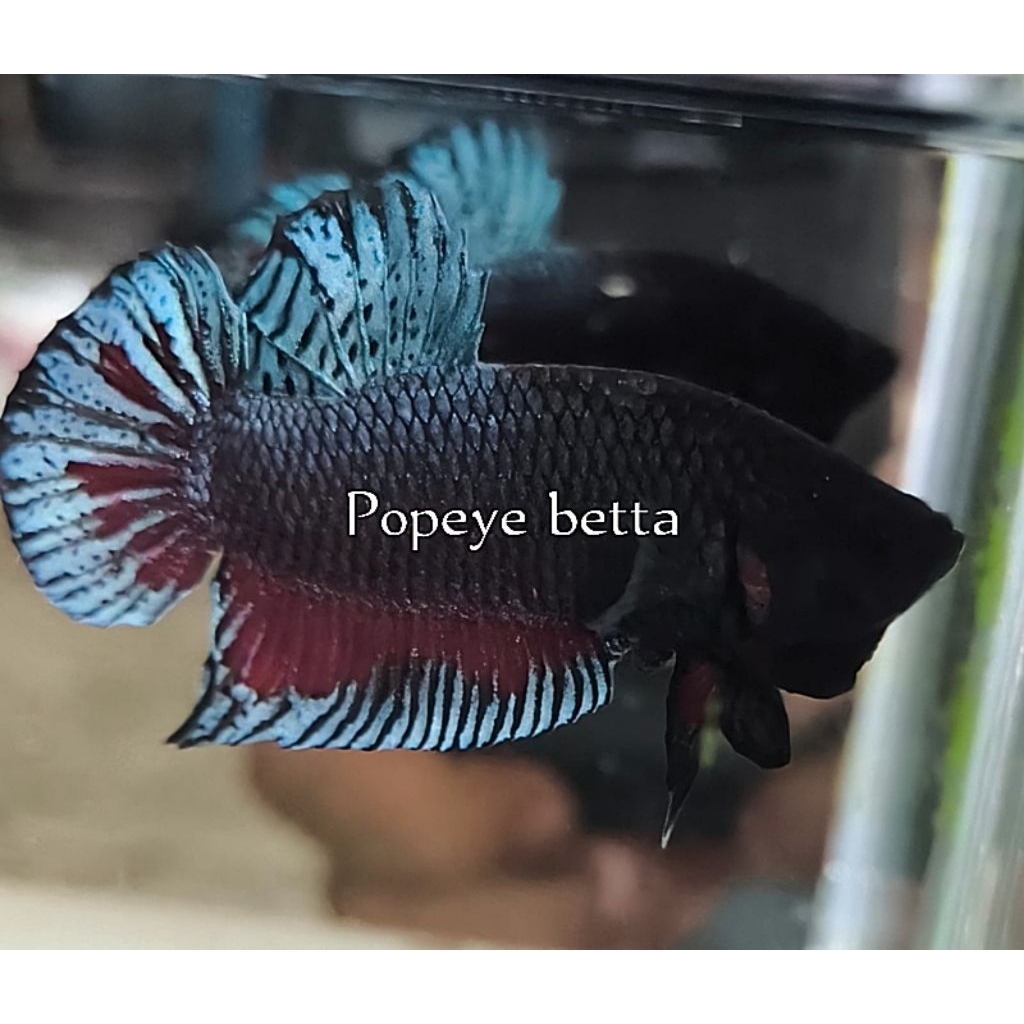 cupang import thailand vip original