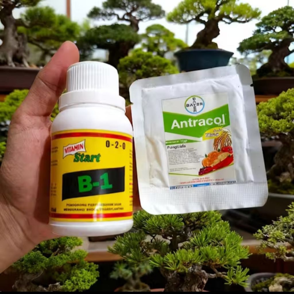 Paket 2pcs vitamin B1 + Antracol Fungisida mempersehat akar dahan pohon bonsai dan hias lainnya