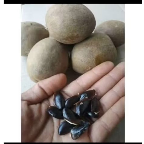 40 biji benih / kecik  sawo  manis siap semai