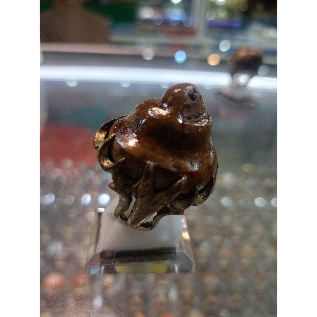 Cincin Fosil keong/ kol buntet(Natural)