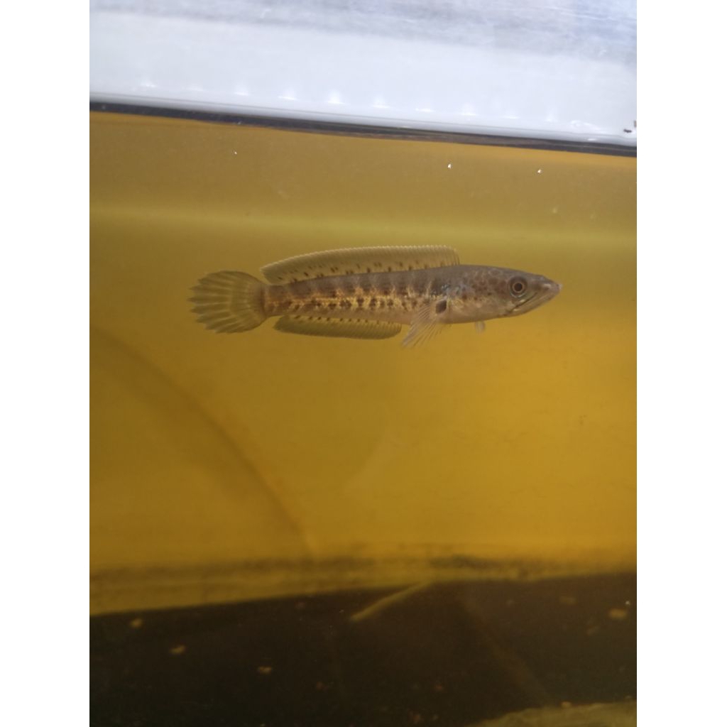 stikerAURANTI-CB4-6CM+PACKING