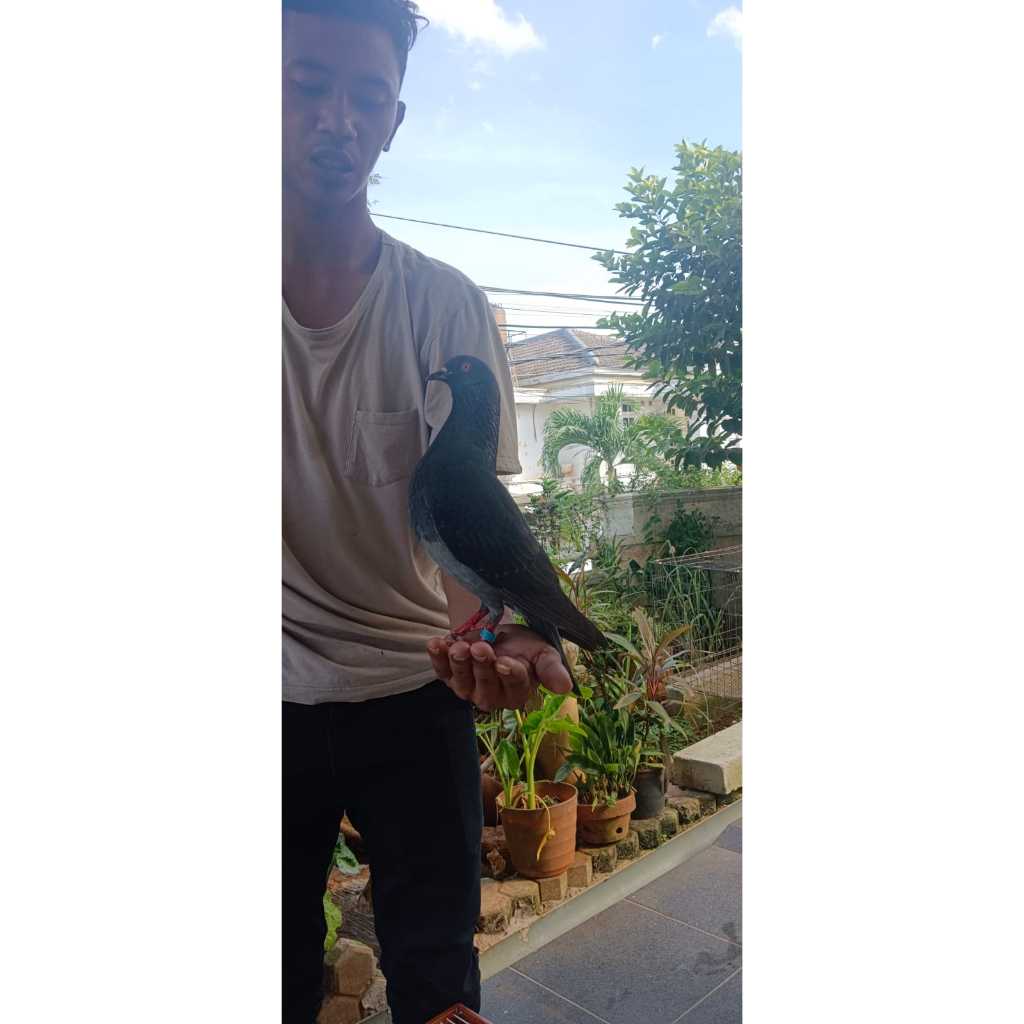 Burung Merpati kolong Player tritis sultan