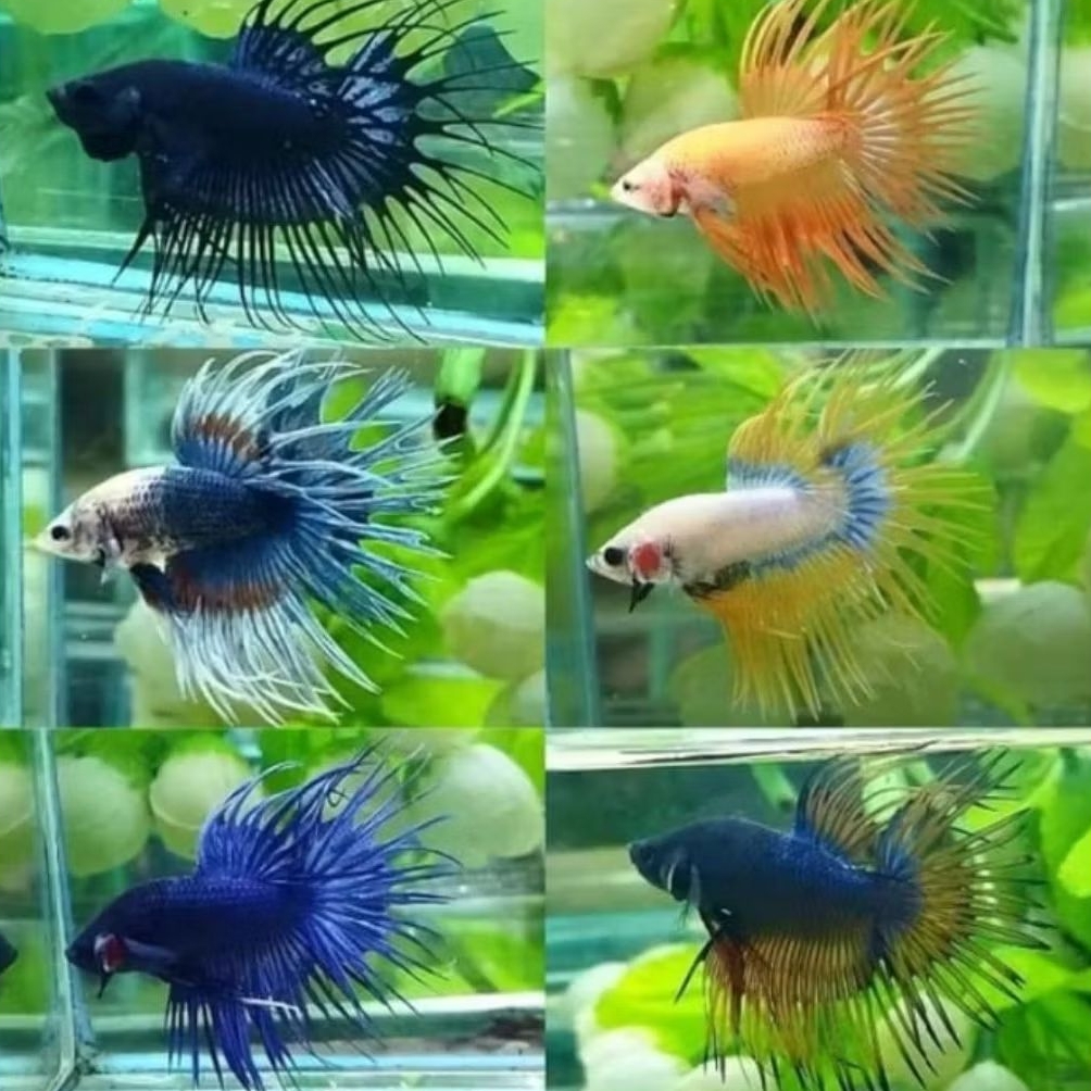 IKAN HIAS CUPANG CROWNTAIL SERIT SIZE +-4 CM [BISA PILIH JANTAN /BETINA] [ISI 3 EKOR]