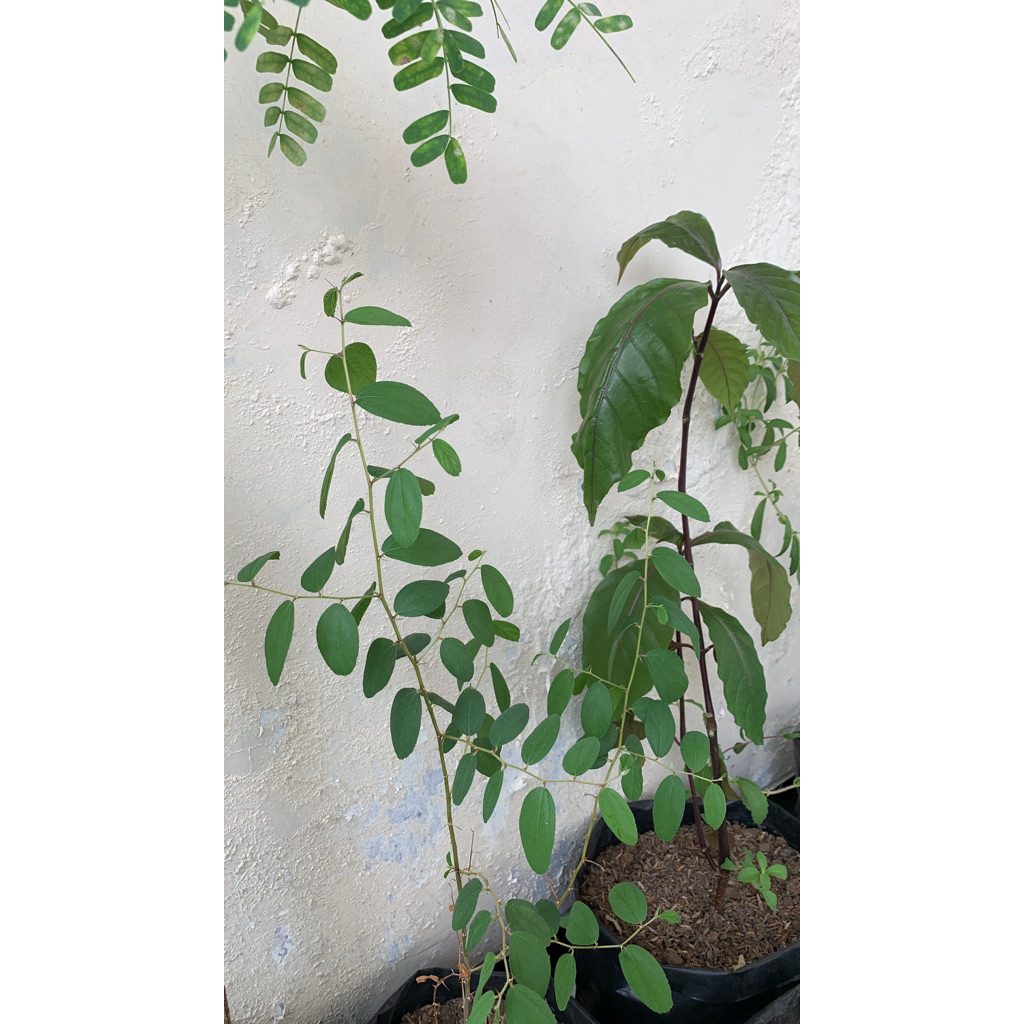 daun bidara arab asli