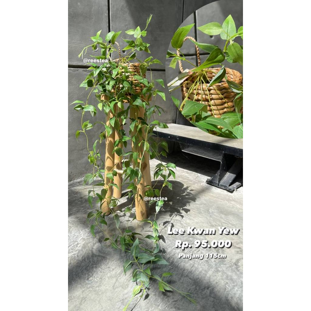 Artificial Pohon palsu Lee  Kwan Yew juntai / Pohon hias palsu / Artificial plant