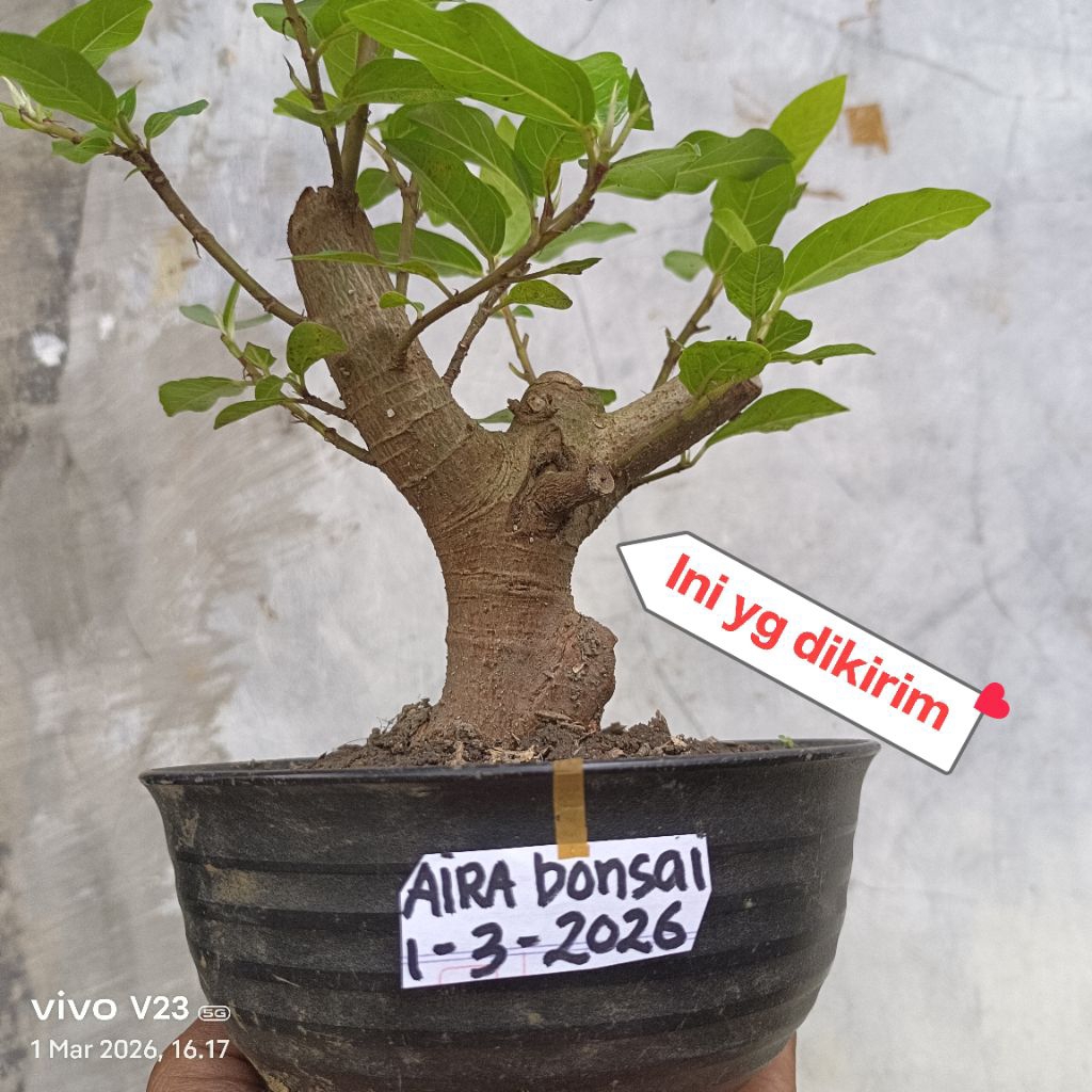bahan bonsai loa