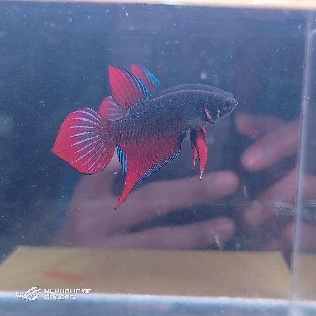 Wild Betta Splendens Spade Tail Kualitas Premium Grade A Code 001
