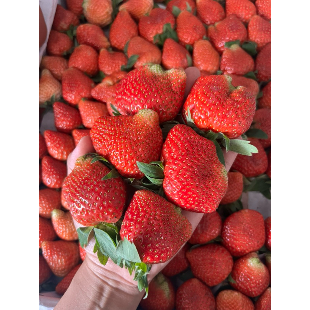 Strawberry Bandung Segar Grade A dan AB Surabaya