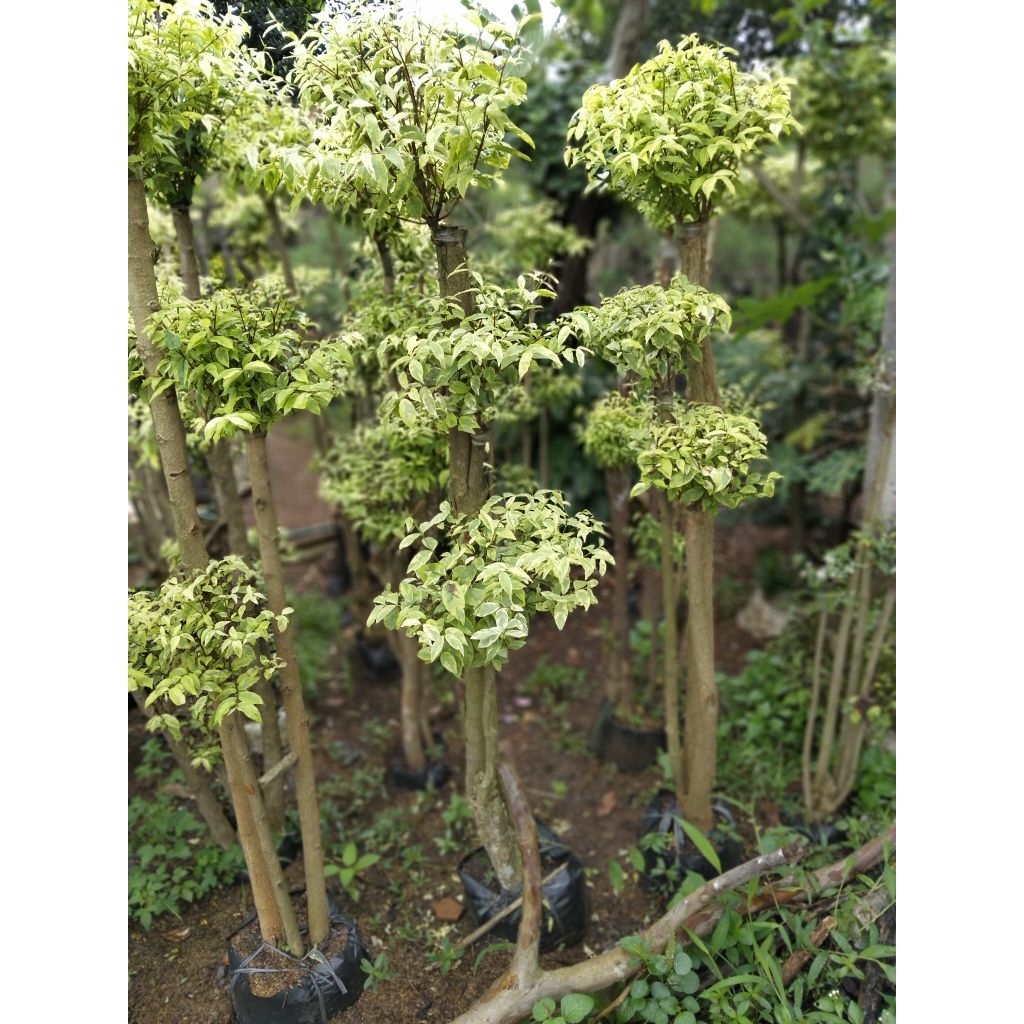 bonsai anting Putri tinggi 155cm cabang3 bonsai Taman anting Putri bonsai anting Putri cabang 3 ting