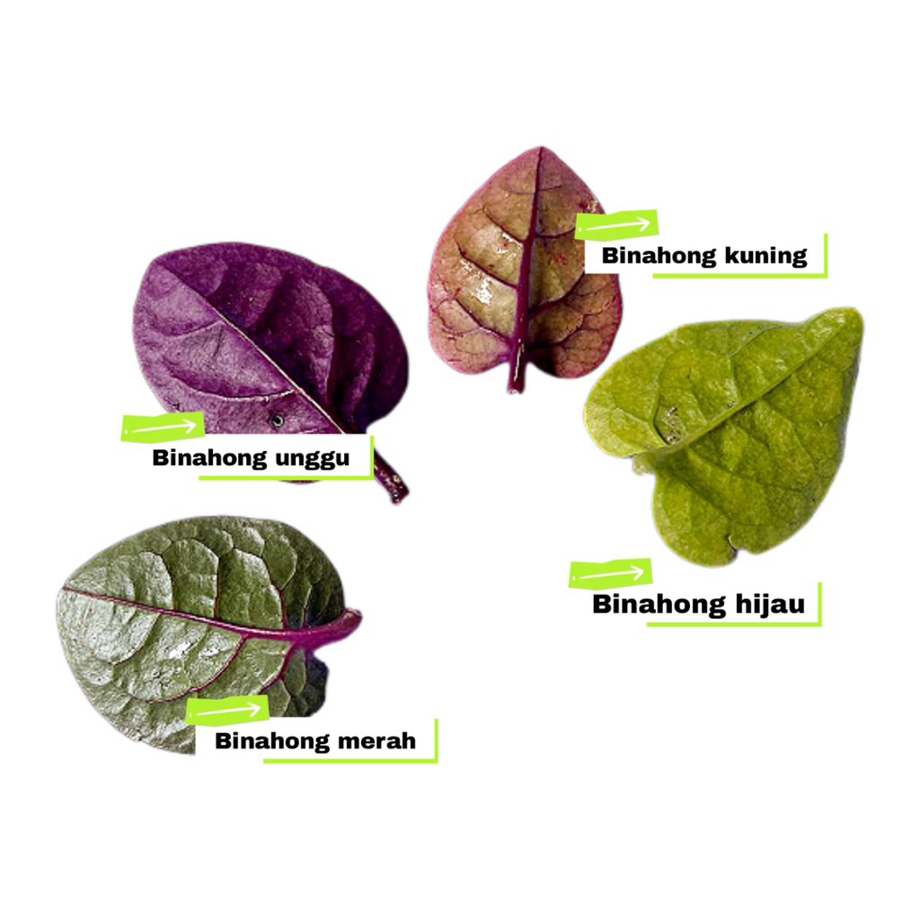 Daun binahong merah binahong kuning binahong unggu binahong hijau