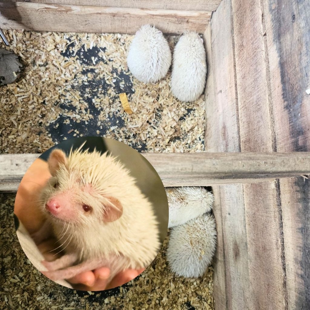 Landak Mini Albino Jinak Anakan Indukan Khusus Jabodetabek