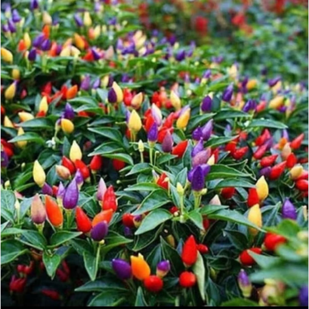 Pohon Cabe Pelangi Berbuah Warna Warni / Tanaman Cabe Pelangi Sudah Dewasa