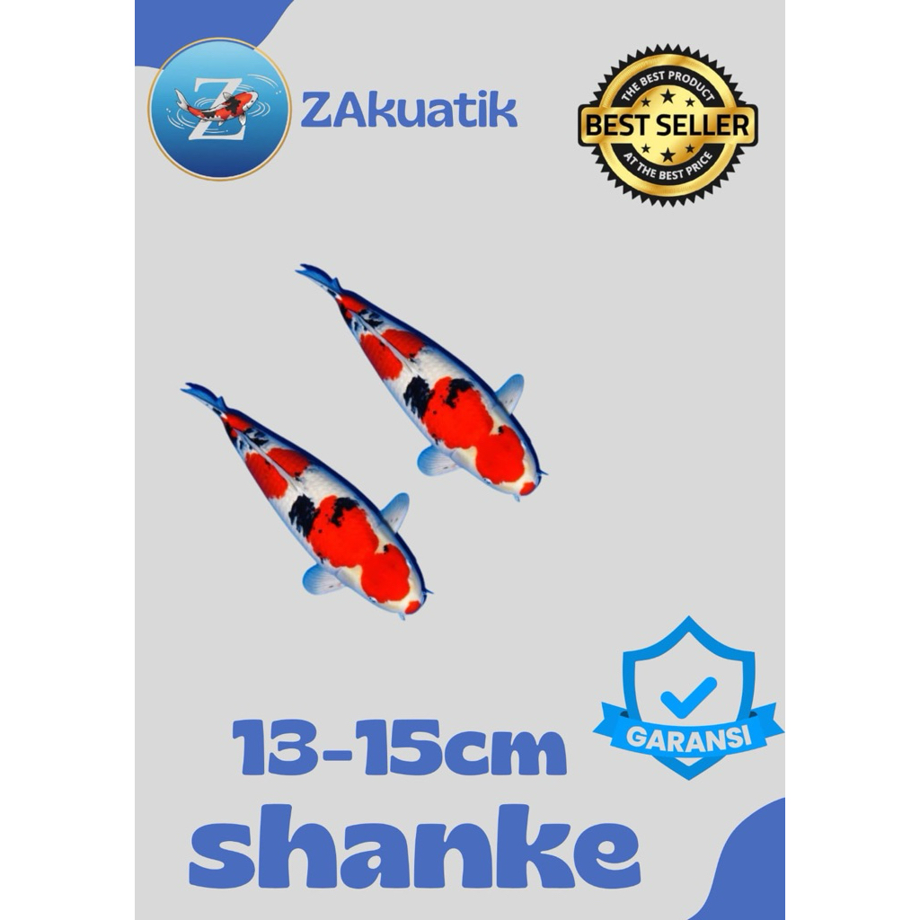 SHANKE Sepasang Koi Blitar  sz 13-15cm