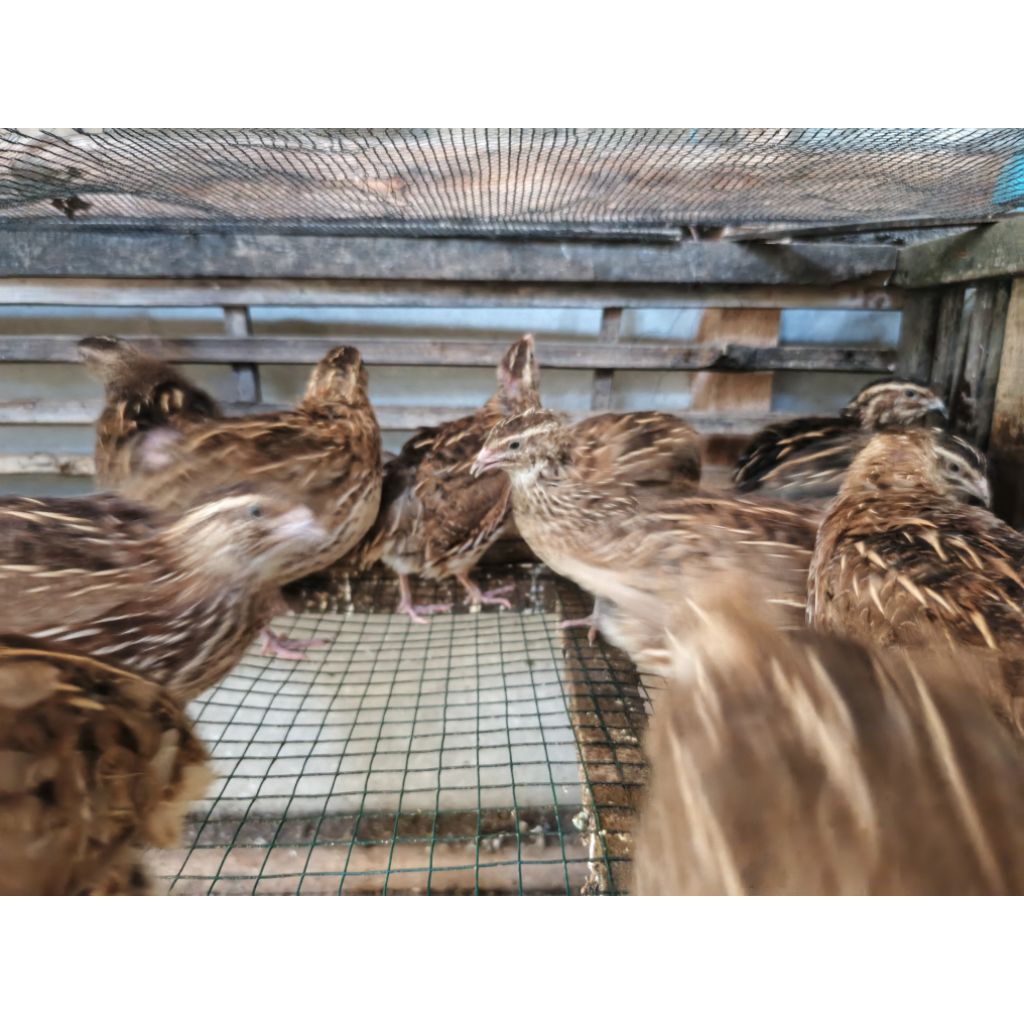 Telor tetas burung puyuh peksi