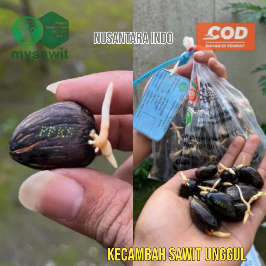 Bibit Benih Kecambah sawit unggul bersertifikat resmi ORIGINAL