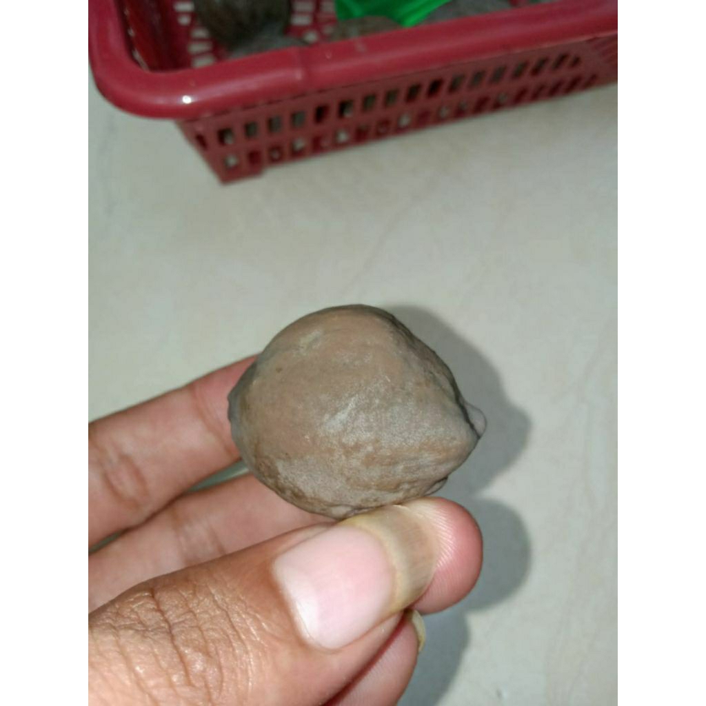 Muncang Adu JALIM COIN SUPER QUALITY 100%