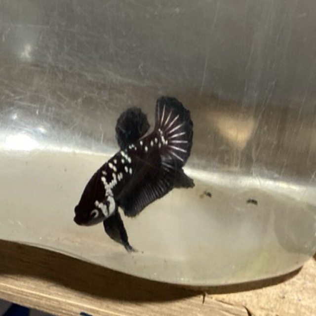 Cupang BlackMamba plakat JANTAN Betina - Warna Acak, Garansi Kematian, Paket 1 Pasang