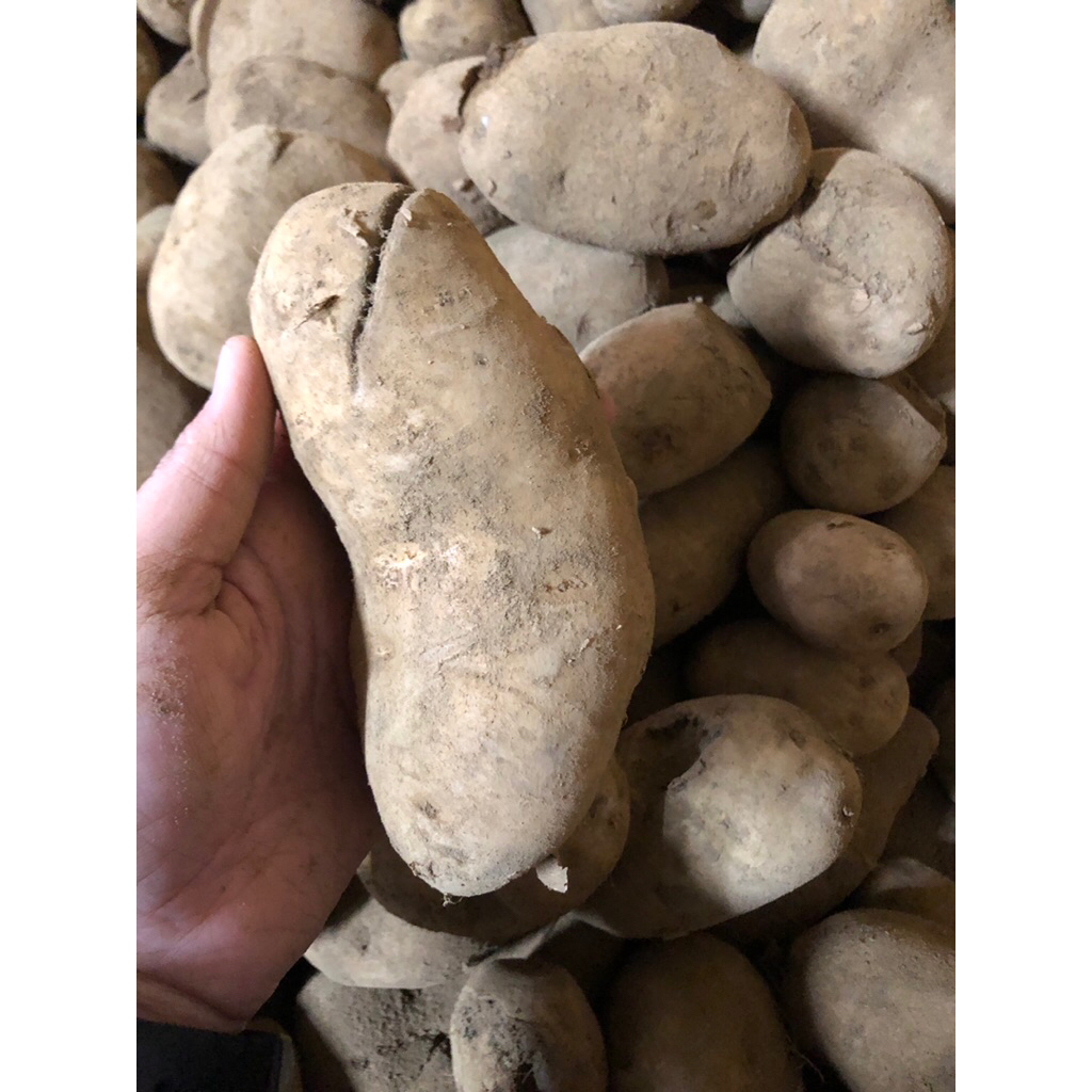 KENTANG BS RIJEK PECELAN-1 KG