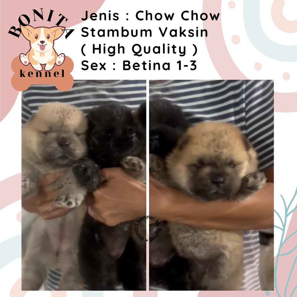 Chow Chow Stambum Anak Anjing Chow Chow Jantan Betina
