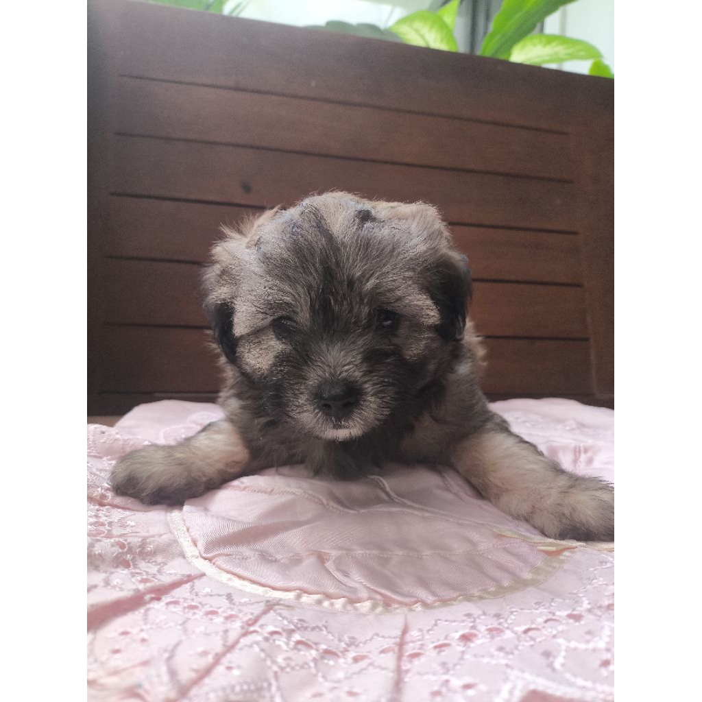 Anak Anjing Maltipoo (maltese poodle)