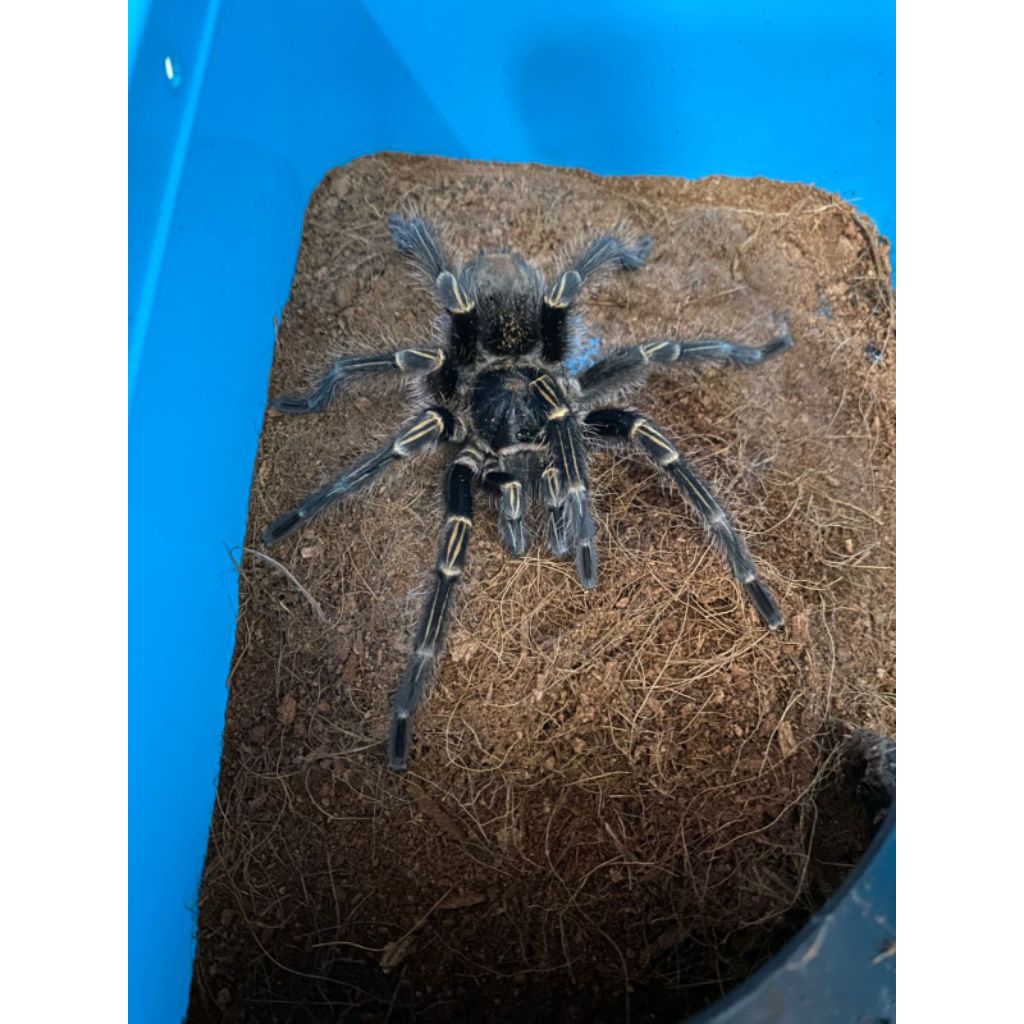 tarantula g.pulchripes FIMALE 14CM (pakan repti)