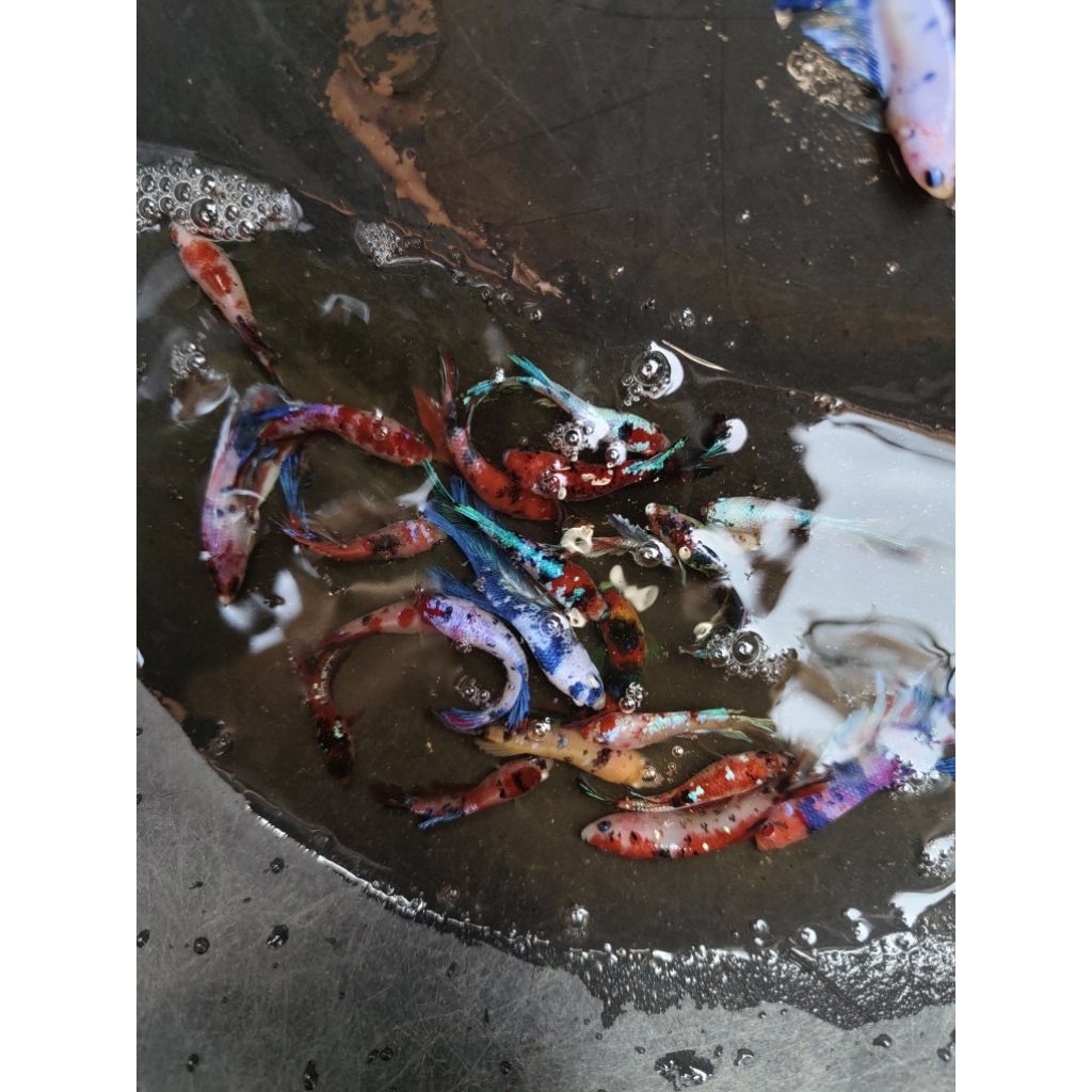 hiasan akuarium betina cupang multicolor/kebutuhan akuarium