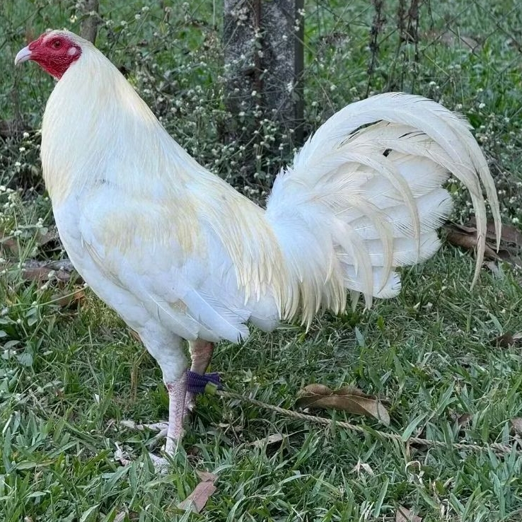 TELUR  AYAM PHILIPIN ASLI ORIGINAL UNTUK DITETASKAN