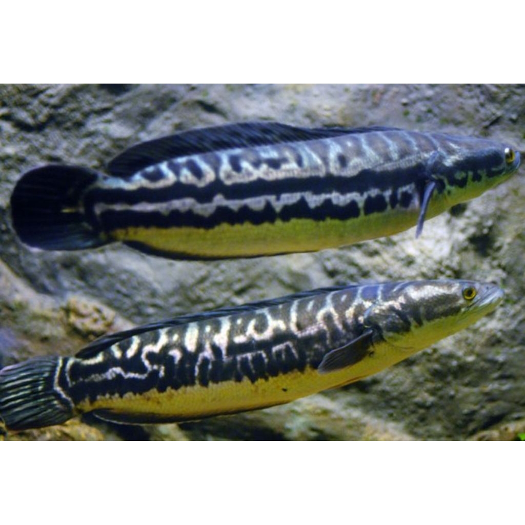 Koleksi toman goblin jumbo size 10 cm