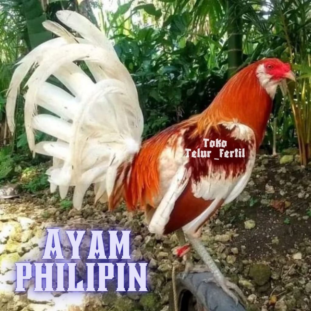 TELUR AYAM PHILIPINA ASLI PETARUNG AK 47 UNTUK DITETASKAN