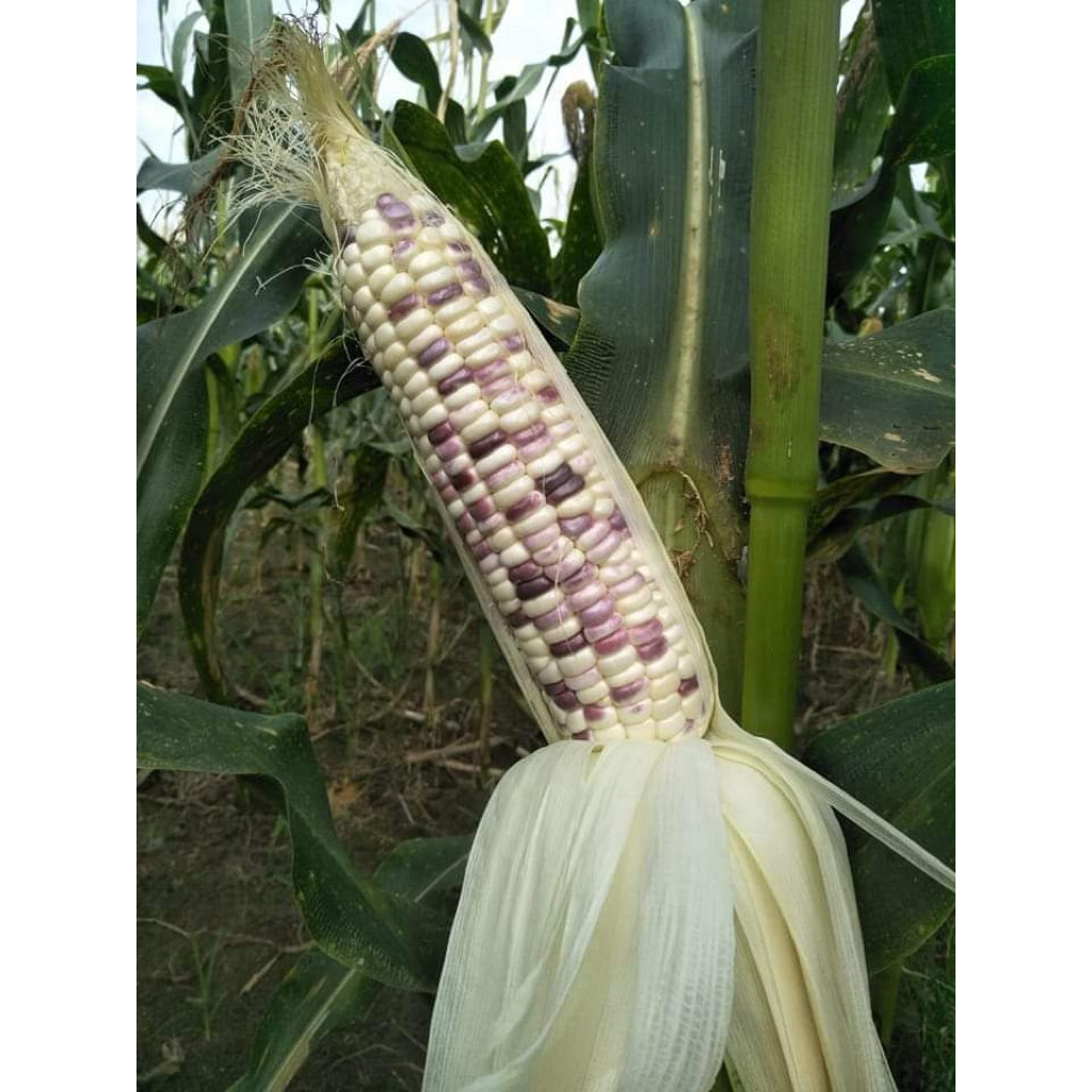 MURAH/GROSIR/ JAGUNG BATIK/PUTIH UNGU/PULUT/5kg/10kg