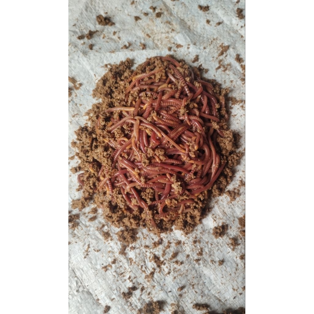 Cacing Tiger Hidup 500g | Umpan Ikan Lele Nila Patin | Fresh Aktif