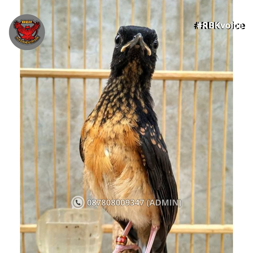 MURAI BATU TROTOL JANTAN VOER TOTAL GARANSI JANTAN