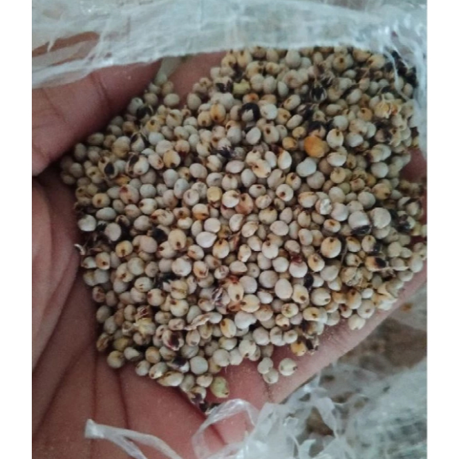 BENIH BIJI SORGUM PUTIH 1KG
